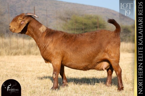 1 X KALAHARI RED DOE REDSTAG RANCH
