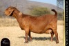 1 X KALAHARI RED DOE REDSTAG RANCH