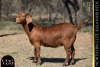 1 X KALAHARI RED DOE VANDERGOAT STUD