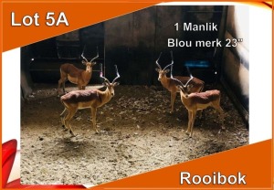 1x ROOIBOK/IMPALA M:1 Blou merk 23"