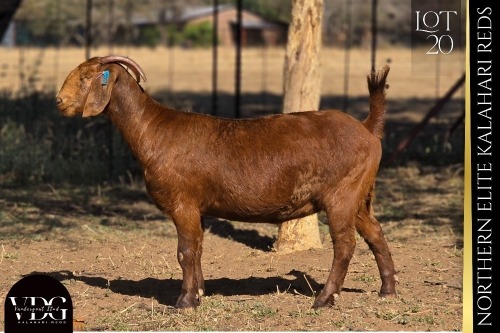 1 X KALAHARI RED DOE VANDERGOAT STUD