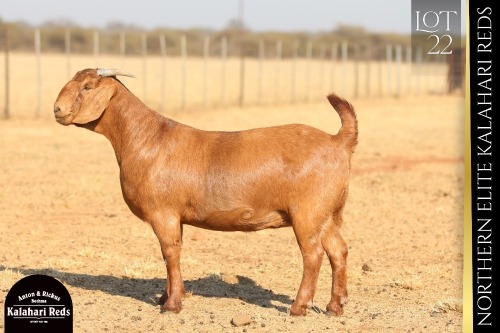 1 X KALAHARI RED DOE ANTON & RICKUS BOTHMA