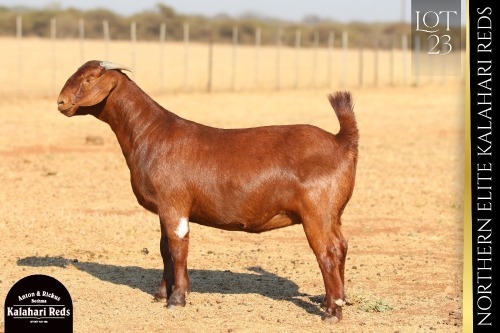 1 X KALAHARI RED DOE ANTON & RICKUS BOTHMA
