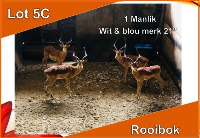 1x ROOIBOK/IMPALA M:1 Wit & Blou Merk 21"