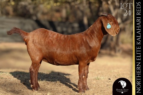 1 X Kalahari Red DOE Bernick Fourie Kalahari Reds
