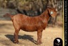 1 X Kalahari Red DOE Bernick Fourie Kalahari Reds