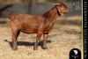 1 X Kalahari Red DOE Bernick Fourie Kalahari Reds