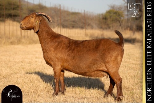 1 X KALAHARI RED DOE REDSTAG RANCH