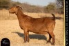 1 X KALAHARI RED DOE REDSTAG RANCH