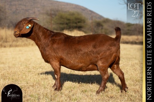 1 X KALAHARI RED DOE REDSTAG RANCH