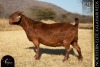 1 X KALAHARI RED DOE REDSTAG RANCH