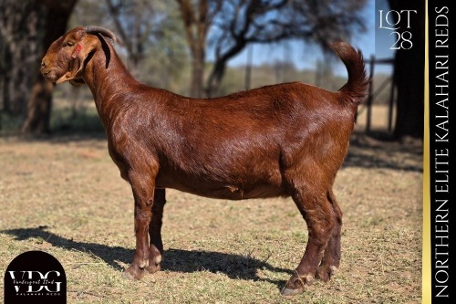 1 X KALAHARI RED DOE VANDERGOAT STUD
