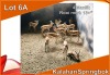 4x KALAHARI SPRINGBOK/SPRINGBUCK M:4 Rooi merk 13+" (Per stuk om lot te neem)