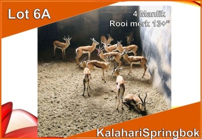 4x KALAHARI SPRINGBOK/SPRINGBUCK M:4 Rooi merk 13+" (Per stuk om lot te neem)