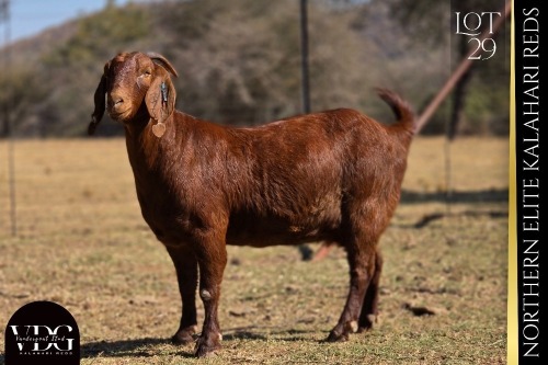 1 X KALAHARI RED DOE VANDERGOAT STUD
