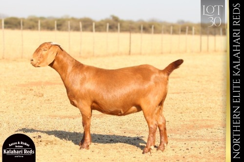 1 X KALAHARI RED DOE ANTON & RICKUS BOTHMA