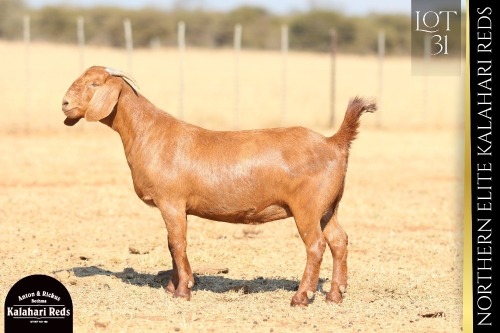 1 X KALAHARI RED DOE ANTON & RICKUS BOTHMA