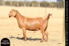1 X KALAHARI RED DOE ANTON & RICKUS BOTHMA