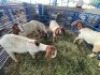 LOT 21 5X OOI/EWE BOERBOK Rhenosterhoek, Kobus van der Walt - 082926 0929 (Per stuk om lot te neem/Per Piece to take the lot) - 2
