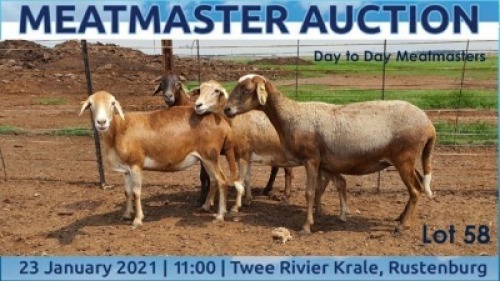 LOT 58 4X MEATMASTER OOI/EWE DAY TO DAY MEATMASTERS