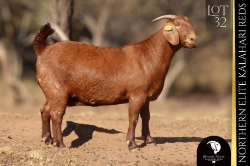 1 X Kalahari Red DOE Bernick Fourie Kalahari Reds