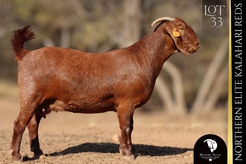 1 X Kalahari Red DOE Bernick Fourie Kalahari Reds