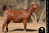1 X Kalahari Red DOE Bernick Fourie Kalahari Reds