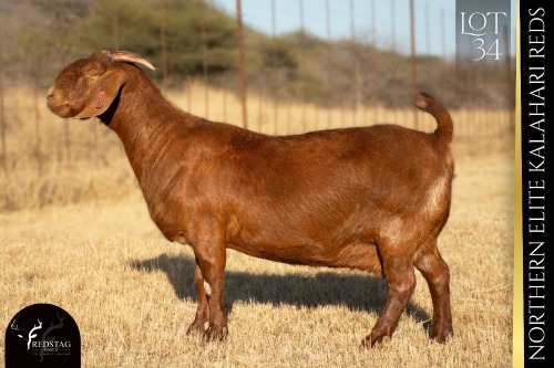 1 X KALAHARI RED DOE REDSTAG RANCH