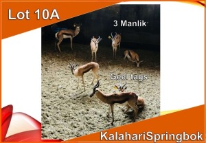 2x KALAHARI SPRINGBOK/SPRINGBUCK M:2 (Per stuk om lot te neem)