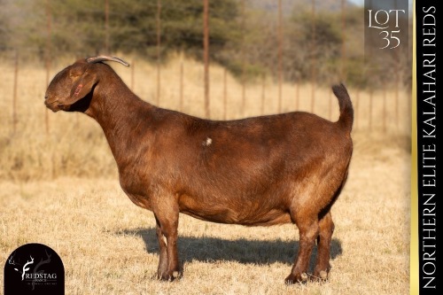 1 X KALAHARI RED DOE REDSTAG RANCH
