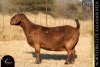 1 X KALAHARI RED DOE REDSTAG RANCH