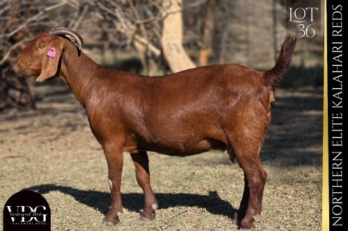 1 X KALAHARI RED DOE VANDERGOAT STUD
