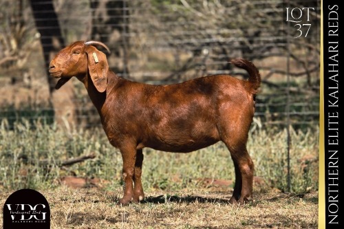 1 X KALAHARI RED DOE VANDERGOAT STUD