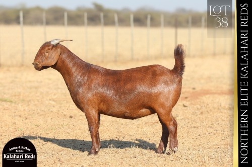 1 X KALAHARI RED DOE ANTON & RICKUS BOTHMA