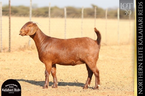 1 X KALAHARI RED DOE ANTON & RICKUS BOTHMA