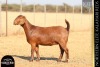 1 X KALAHARI RED DOE ANTON & RICKUS BOTHMA