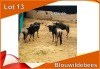 4x BLOUWILDEBEES/ BLUE WILDEBEEST M:4 (Per stuk om lot te neem)