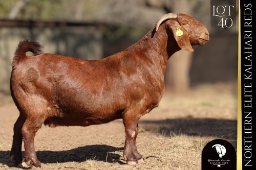 1 X Kalahari Red DOE Bernick Fourie Kalahari Reds