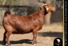 1 X Kalahari Red DOE Bernick Fourie Kalahari Reds