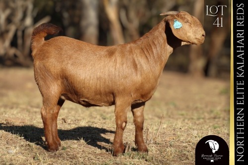 1 X Kalahari Red DOE Bernick Fourie Kalahari Reds