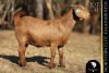 1 X Kalahari Red DOE Bernick Fourie Kalahari Reds