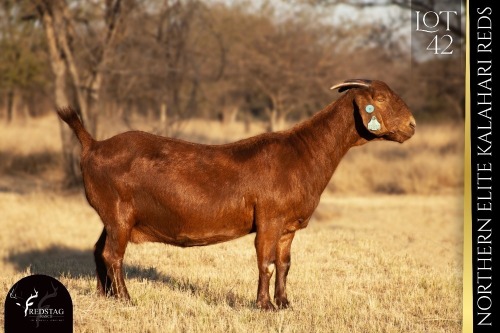 1 X KALAHARI RED DOE REDSTAG RANCH
