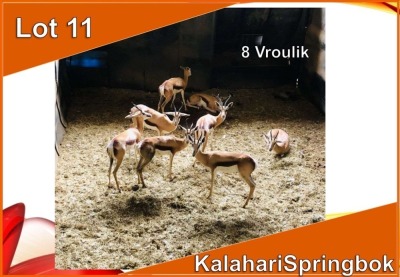 8x KALAHARI SPRINGBOK/SPRINGBUCK V/F:8 (Per stuk om lot te neem)