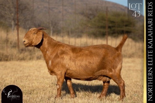 1 X KALAHARI RED DOE REDSTAG RANCH