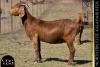 1 X KALAHARI RED DOE VANDERGOAT STUD
