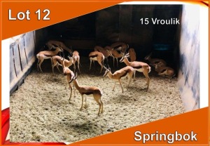 15x SPRINGBOK/SPRINGBUCK V/F:15 (Per stuk om lot te neem)