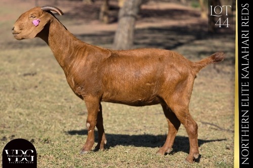 1 X KALAHARI RED DOE VANDERGOAT STUD
