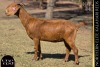 1 X KALAHARI RED DOE VANDERGOAT STUD