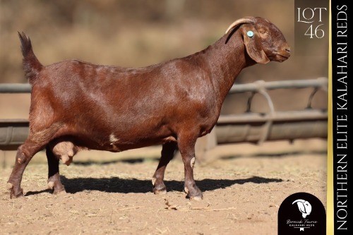 1 X Kalahari Red DOE Bernick Fourie Kalahari Reds