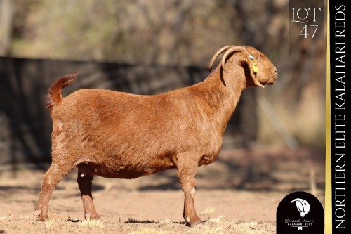1 X Kalahari Red DOE Bernick Fourie Kalahari Reds